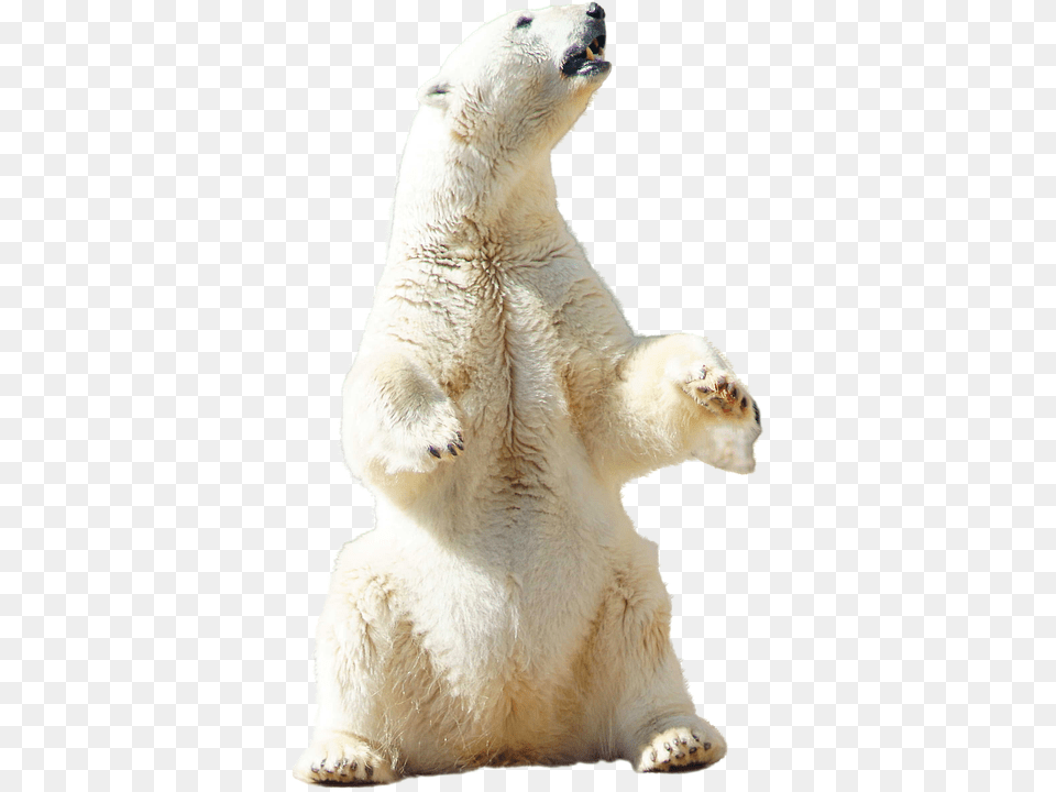 Polar Animal, Bear, Mammal, Wildlife Png Image