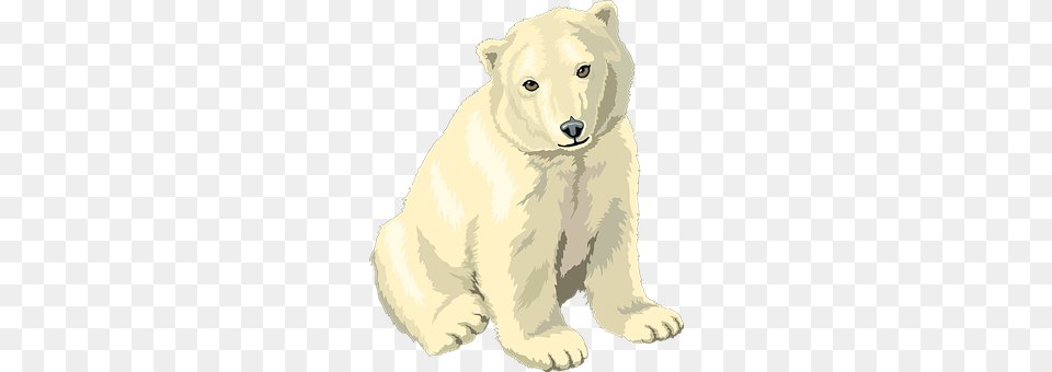 Polar Animal, Bear, Canine, Dog Png Image