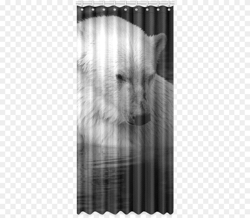 Polar Baer Window Curtain Picture Frame, Animal, Canine, Dog, Mammal Free Png