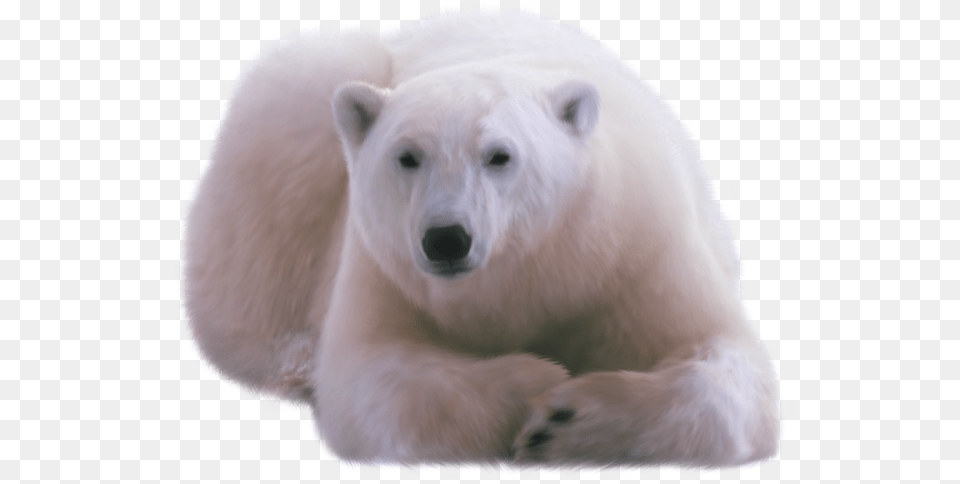 Polar Bear, Animal, Canine, Dog, Mammal Png