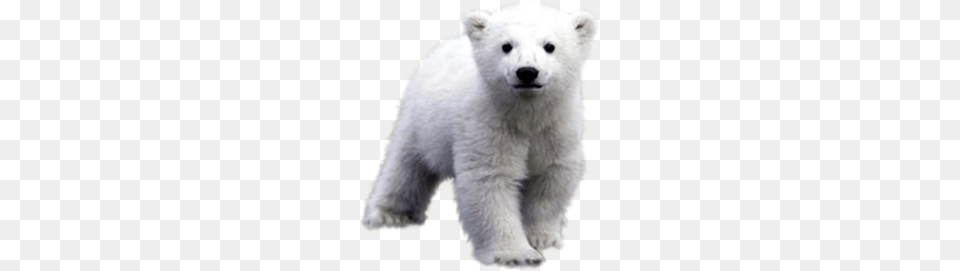 Polar Bear, Animal, Mammal, Rat, Rodent Png Image