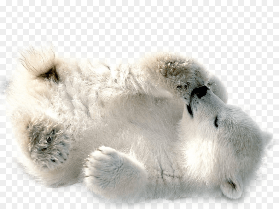 Polar Bear, Animal, Mammal, Wildlife, Polar Bear Png Image