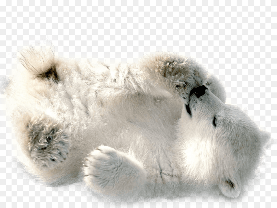 Polar Bear, Animal, Mammal, Wildlife, Polar Bear Png