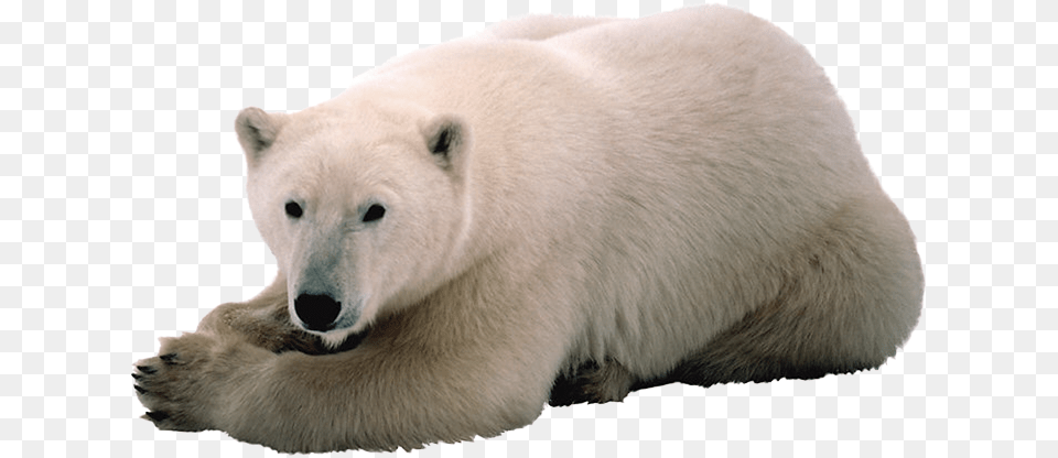 Polar Bear, Animal, Mammal, Wildlife, Polar Bear Png Image