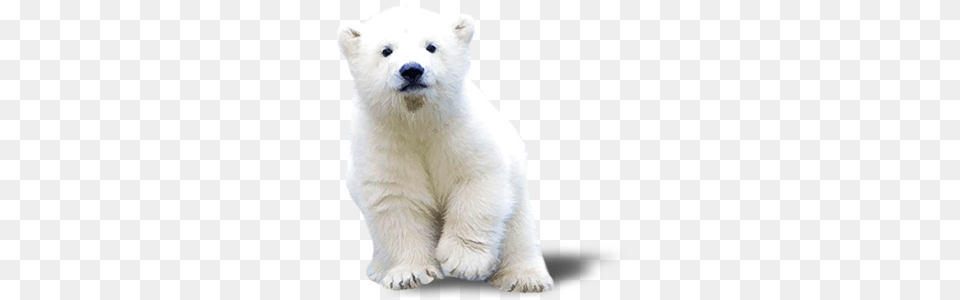 Polar Bear, Animal, Canine, Dog, Mammal Free Transparent Png