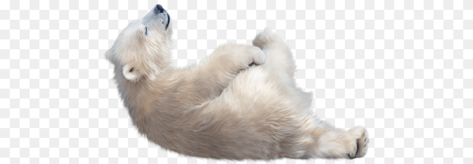 Polar Bear, Animal, Mammal, Wildlife, Polar Bear Free Png Download