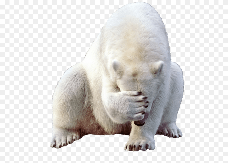 Polar Bear, Animal, Mammal, Wildlife, Polar Bear Free Transparent Png