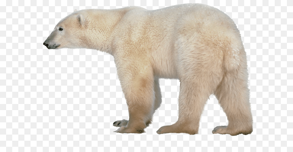 Polar Bear, Animal, Mammal, Wildlife, Polar Bear Free Png Download