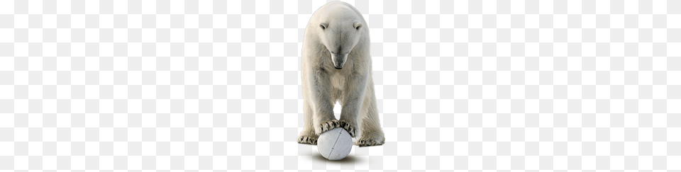 Polar Bear, Animal, Mammal, Polar Bear, Wildlife Png Image