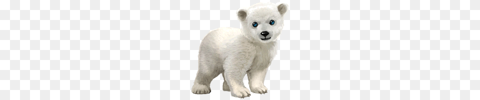 Polar Bear, Animal, Mammal, Wildlife, Polar Bear Free Transparent Png