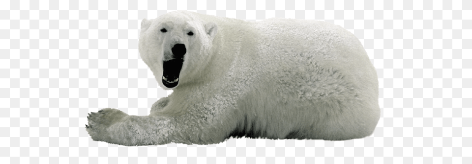 Polar Bear, Animal, Mammal, Wildlife, Polar Bear Png