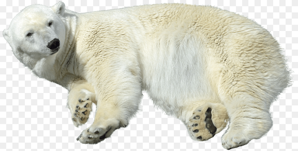 Polar Bear, Animal, Mammal, Wildlife, Polar Bear Png