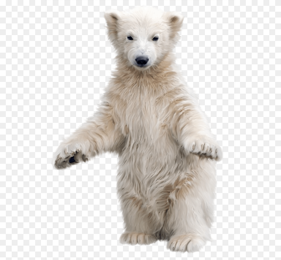 Polar Bear, Animal, Canine, Dog, Mammal Png Image