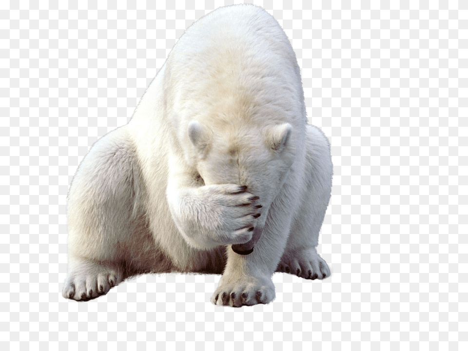 Polar Bear, Animal, Mammal, Wildlife, Polar Bear Free Png Download