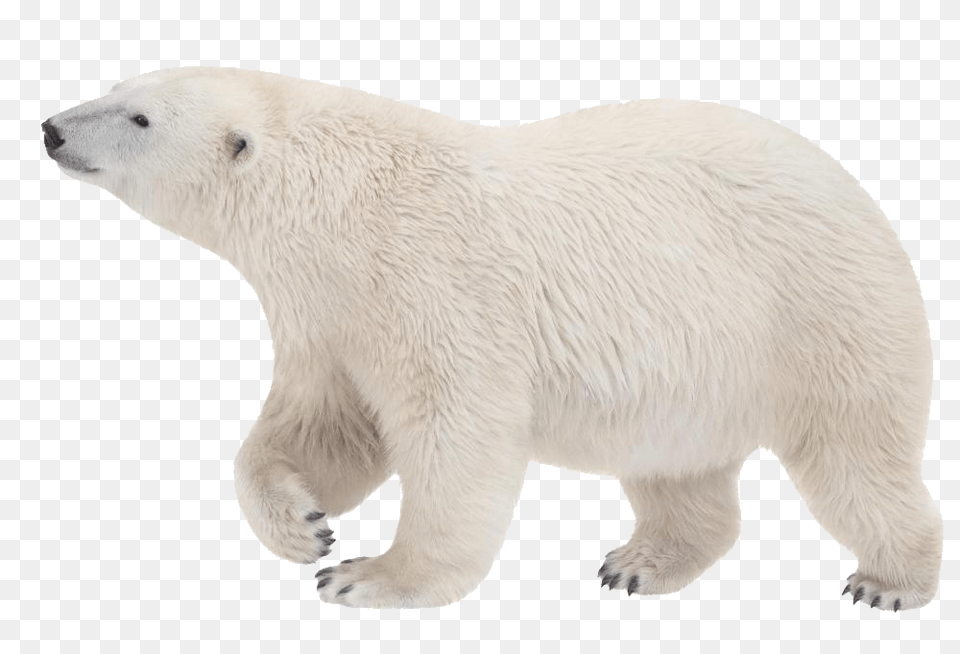 Polar Bear, Animal, Mammal, Wildlife, Polar Bear Png Image