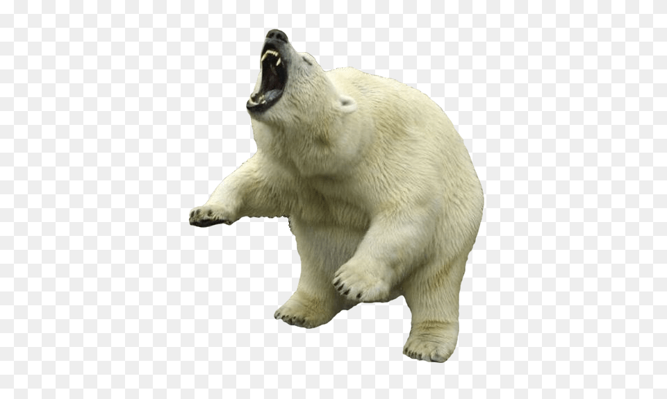 Polar Bear, Animal, Mammal, Wildlife, Polar Bear Png