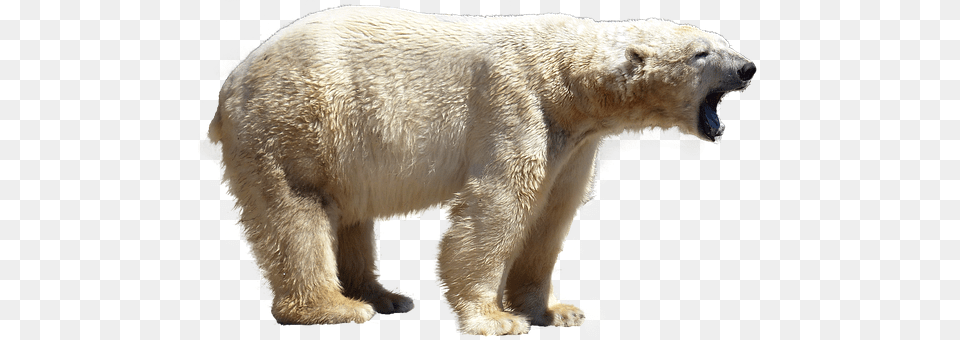 Polar Bear Animal, Mammal, Wildlife, Polar Bear Free Transparent Png