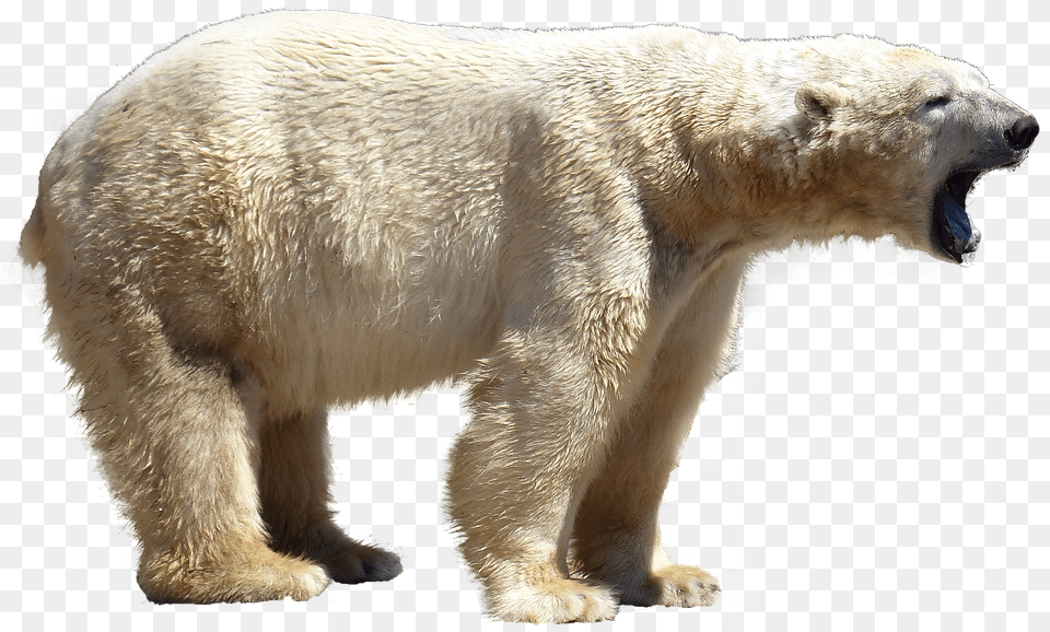 Polar Bear Animal, Mammal, Wildlife, Polar Bear Free Transparent Png