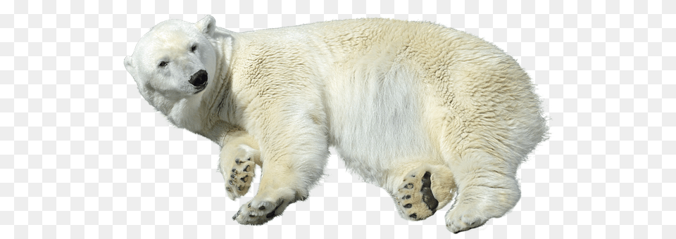 Polar Bear Animal, Mammal, Wildlife, Polar Bear Png