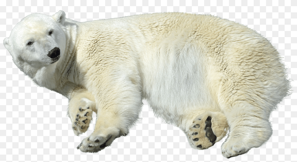 Polar Bear Animal, Mammal, Wildlife, Polar Bear Free Png Download