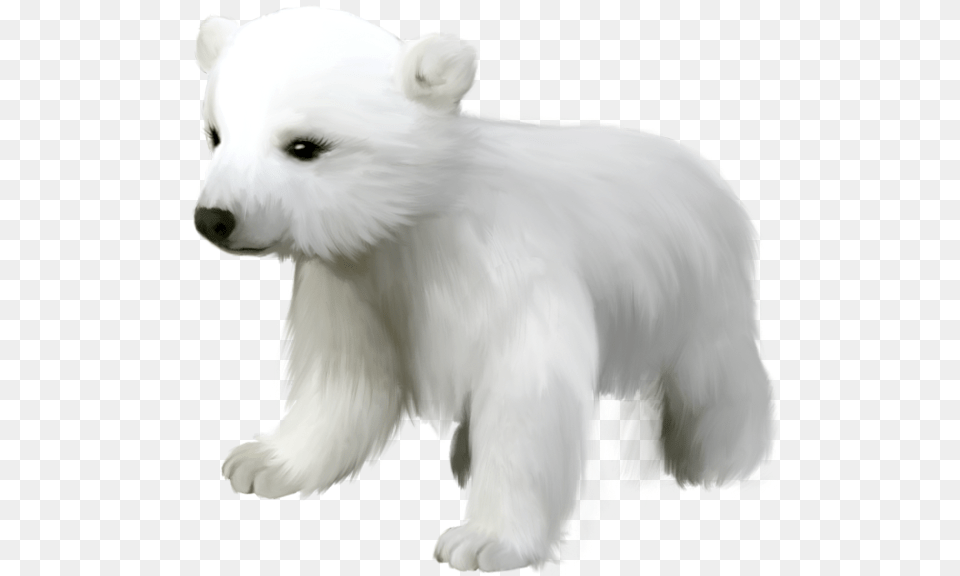 Polar Bear, Animal, Pet, Mammal, Dog Png Image