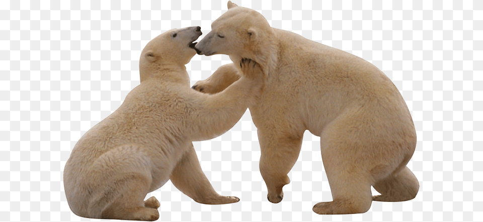 Polar Bear, Animal, Mammal, Wildlife, Polar Bear Free Png