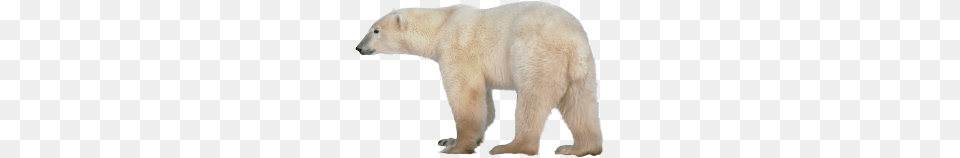 Polar Bear, Animal, Mammal, Wildlife, Polar Bear Free Png