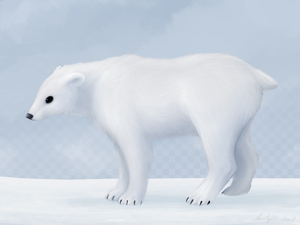 Polar Bear, Animal, Mammal, Wildlife, Polar Bear Free Png Download