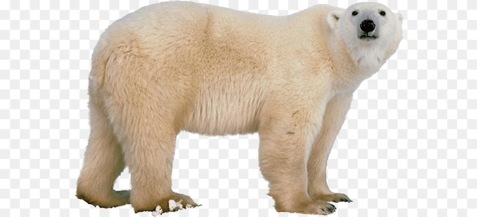 Polar Bear, Animal, Mammal, Wildlife, Polar Bear Free Transparent Png