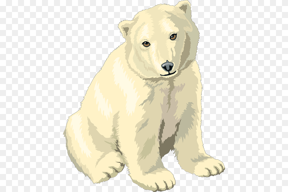 Polar Bear, Animal, Mammal, Wildlife, Polar Bear Png