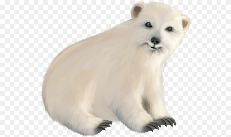 Polar Bear, Animal, Canine, Dog, Mammal Free Transparent Png