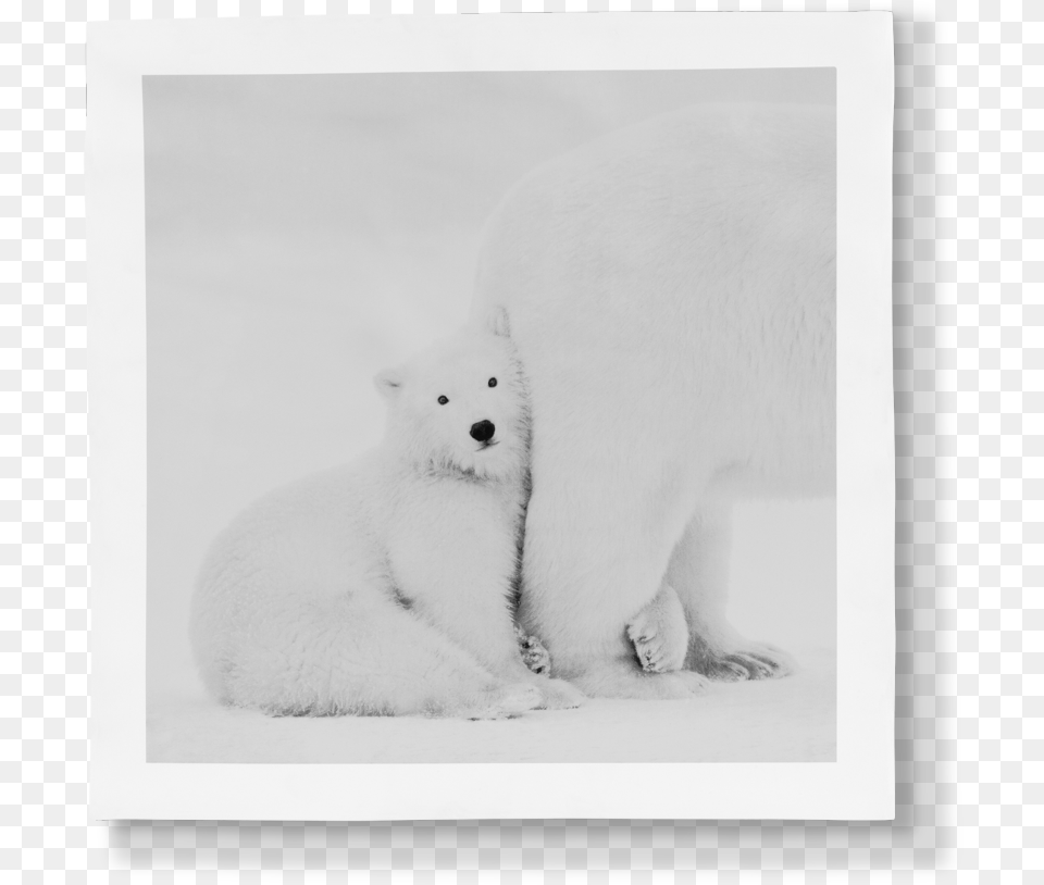 Polar Bear, Animal, Mammal, Wildlife, Polar Bear Free Png Download