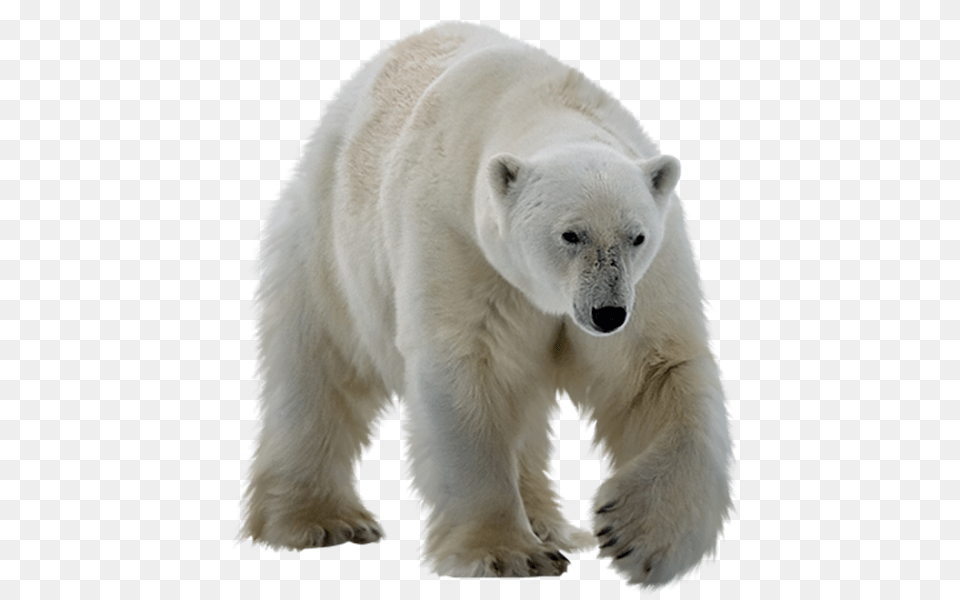 Polar Bear, Animal, Mammal, Wildlife, Polar Bear Png Image