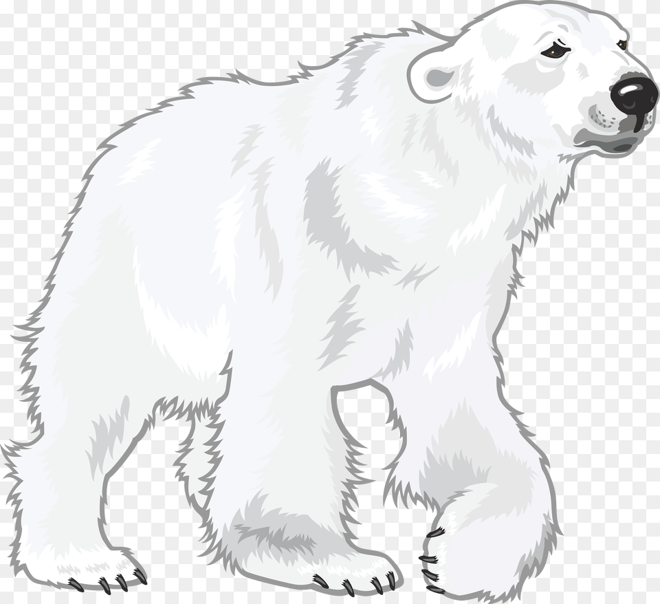 Polar Bear, Animal, Mammal, Canine, Dog Free Transparent Png