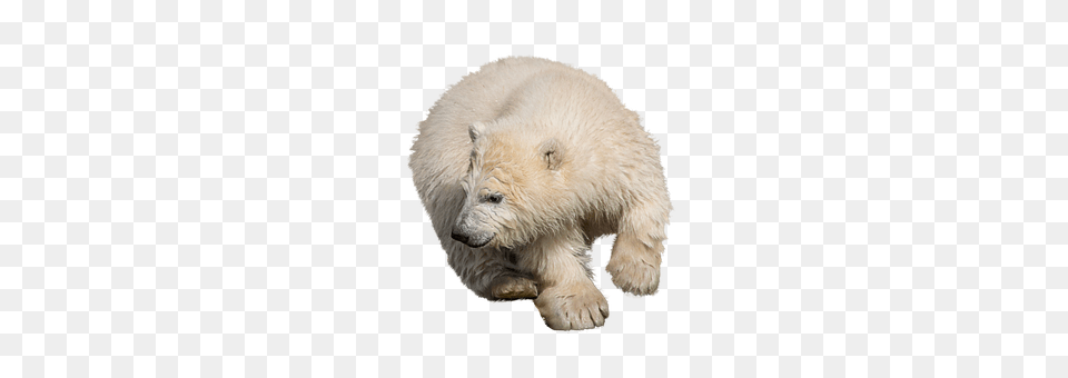 Polar Bear Animal, Mammal, Wildlife, Polar Bear Png