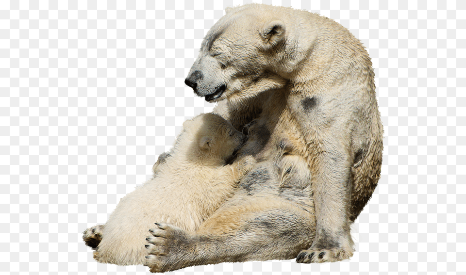 Polar Bear, Animal, Mammal, Wildlife, Polar Bear Free Transparent Png