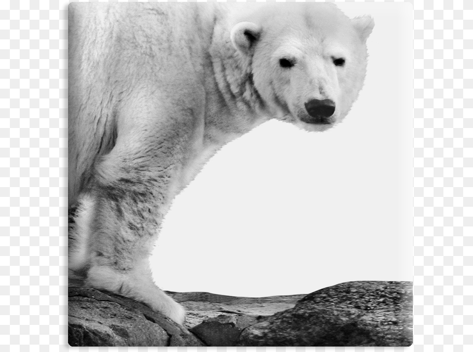 Polar Bear, Animal, Mammal, Wildlife, Polar Bear Free Transparent Png