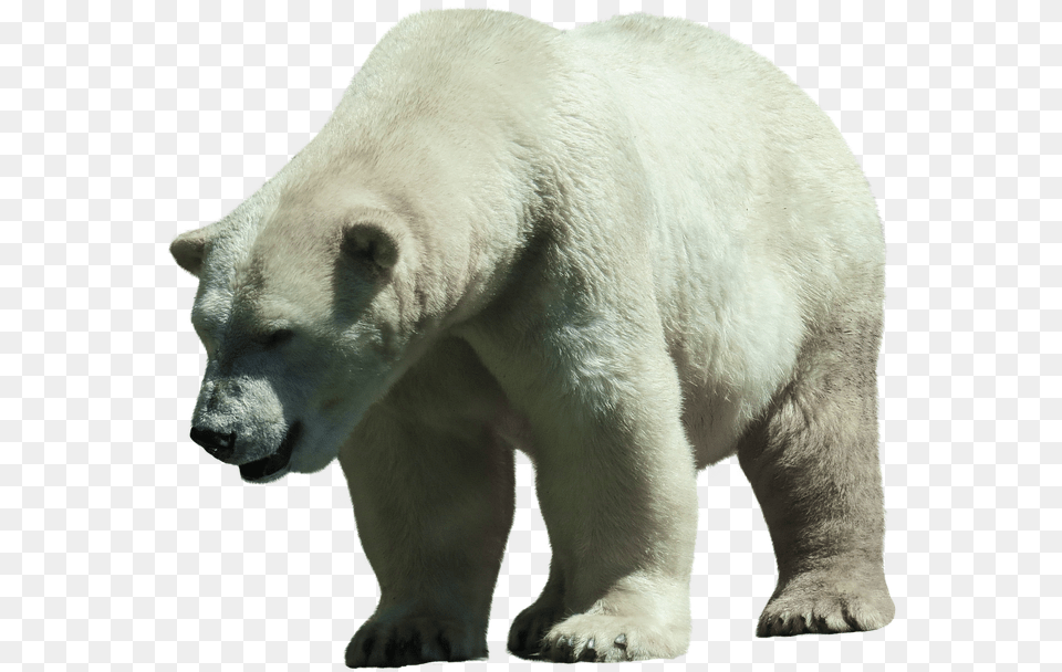 Polar Bear, Animal, Mammal, Wildlife, Polar Bear Free Png