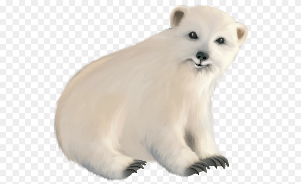 Polar Bear, Animal, Canine, Dog, Mammal Png