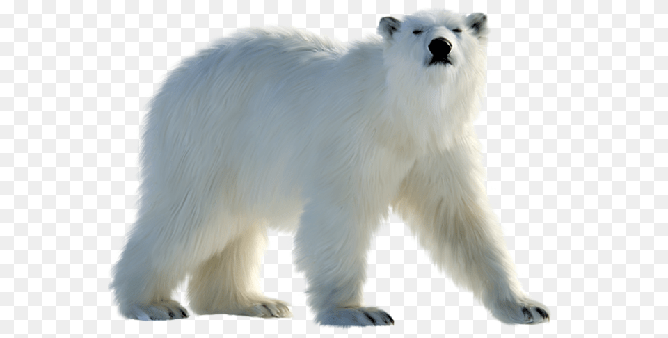 Polar Bear, Animal, Mammal, Wildlife, Canine Free Png