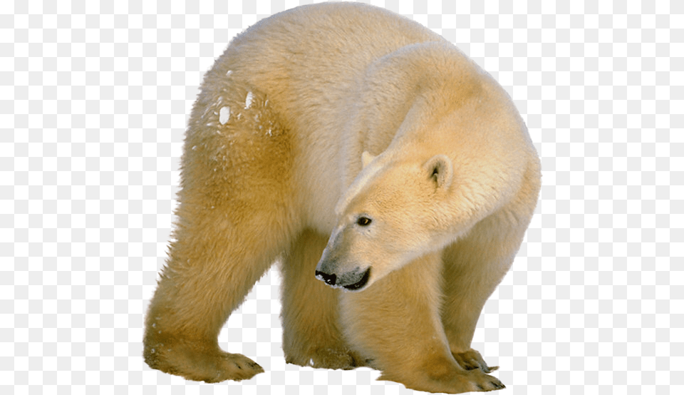 Polar Bear, Animal, Mammal, Wildlife, Polar Bear Free Png