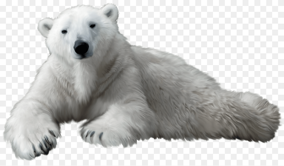 Polar Bear, Animal, Mammal, Canine, Dog Free Transparent Png