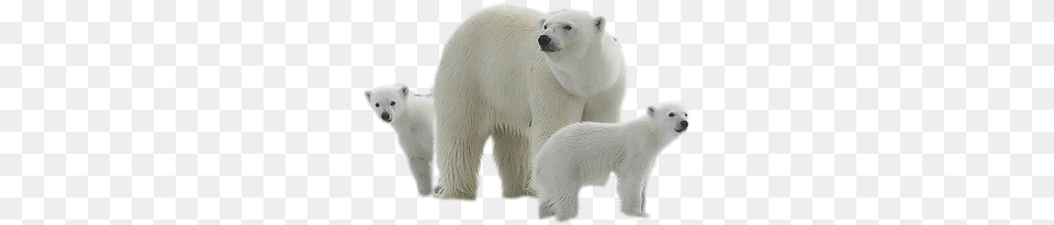 Polar Bear, Animal, Mammal, Wildlife, Polar Bear Png Image