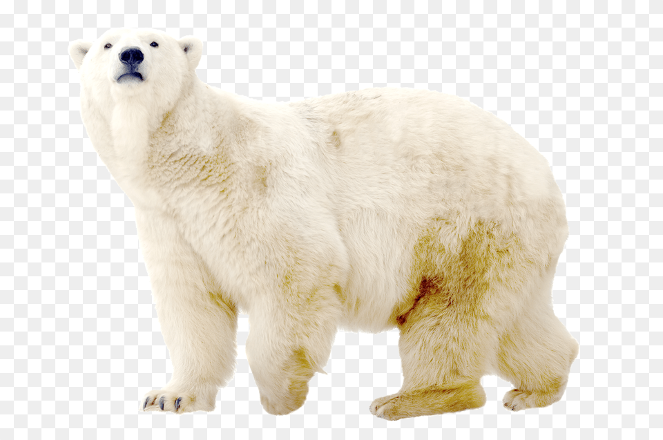 Polar Bear, Animal, Mammal, Wildlife, Polar Bear Free Transparent Png