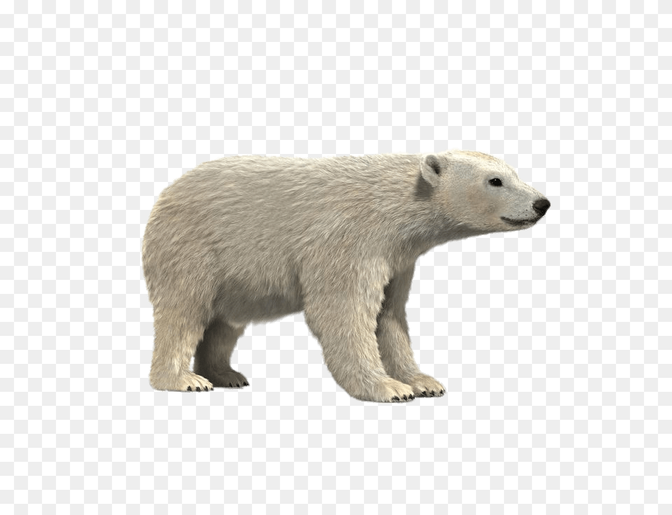 Polar Bear 3d Model, Animal, Mammal, Wildlife, Polar Bear Png Image