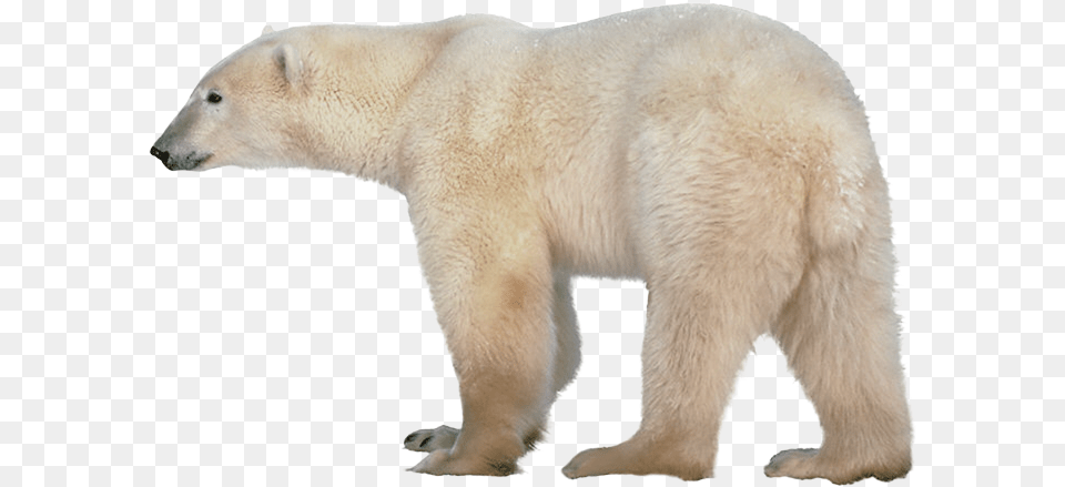 Polar Bear, Animal, Mammal, Wildlife, Polar Bear Free Transparent Png