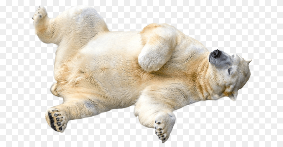 Polar Bear, Animal, Canine, Dog, Mammal Free Png Download