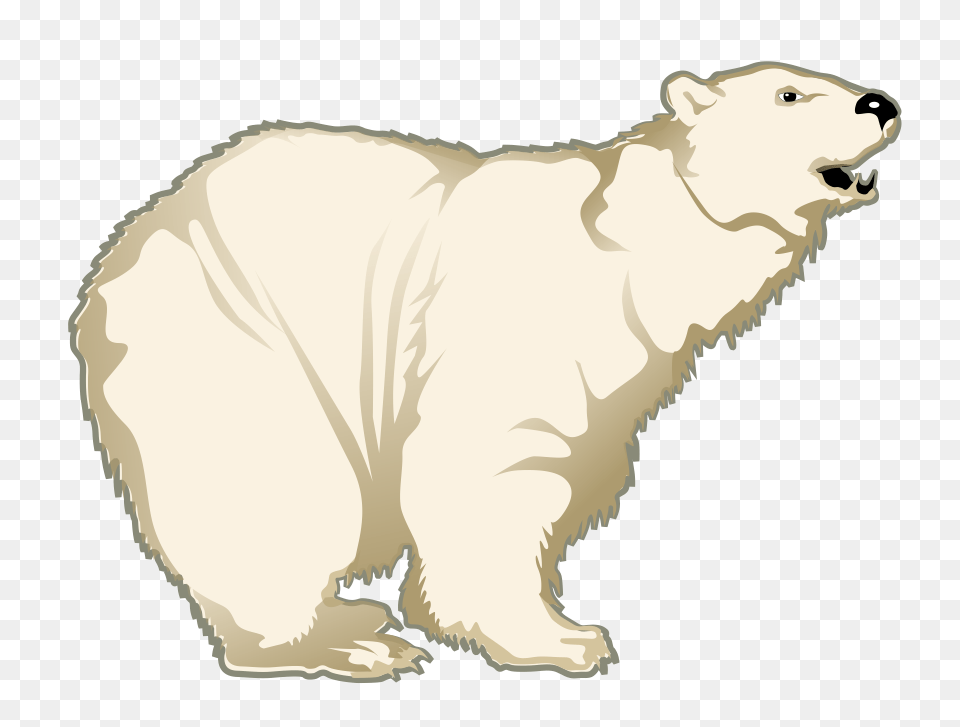 Polar Bear, Animal, Mammal, Wildlife, Polar Bear Free Png Download