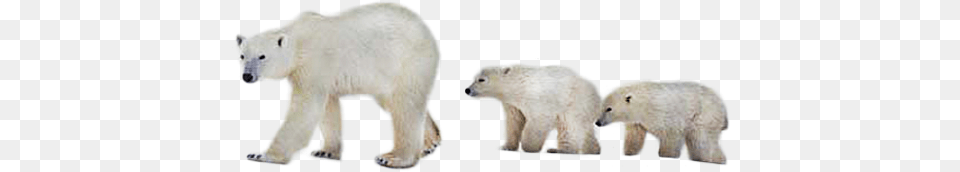 Polar Bear, Animal, Polar Bear, Wildlife, Mammal Free Png