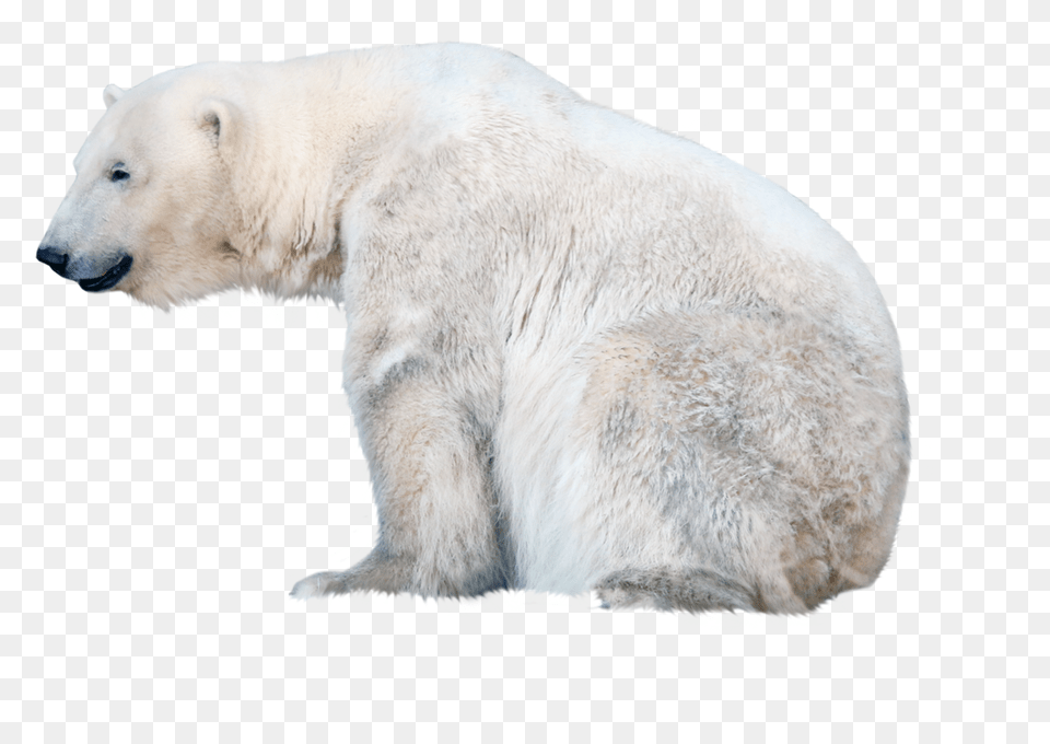 Polar Bear, Animal, Mammal, Wildlife, Polar Bear Png